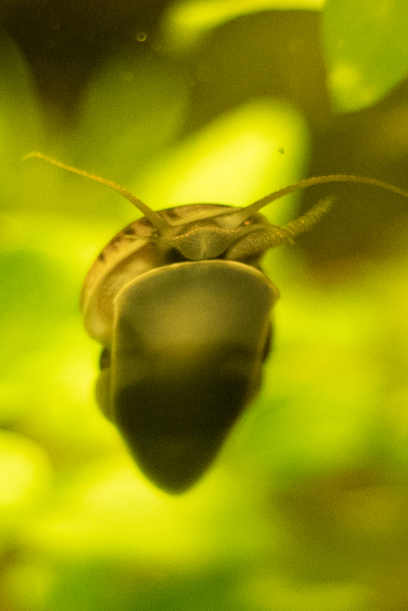 Aquarium 013.jpg