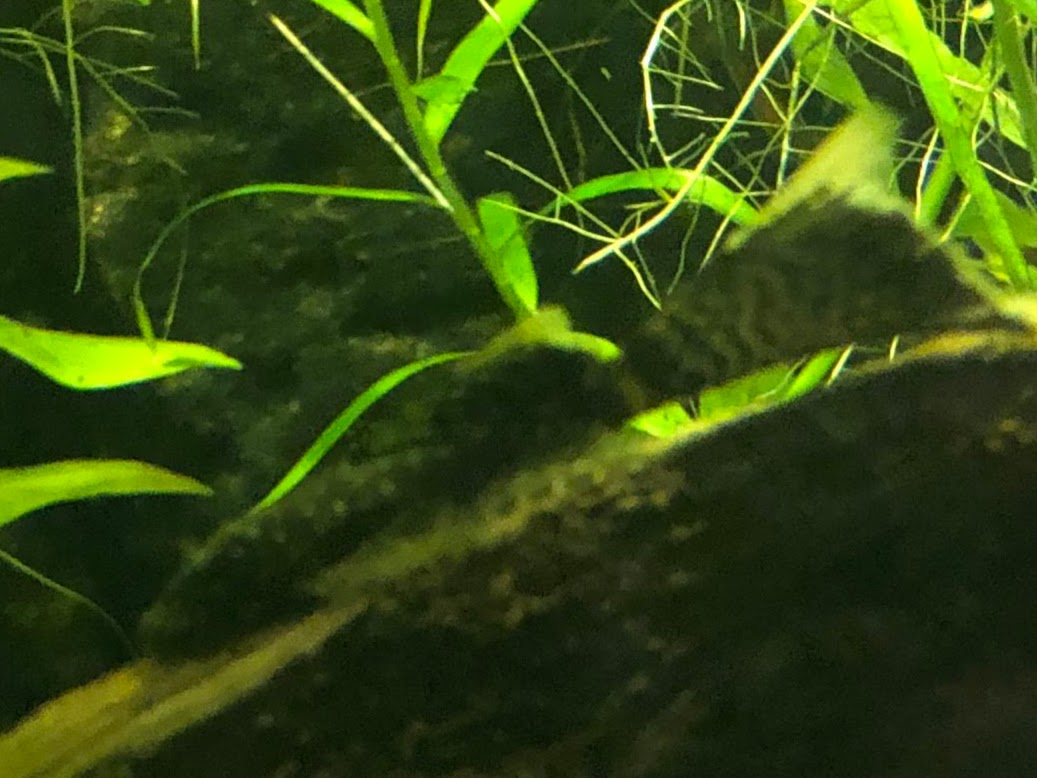 Aquarium 014.jpg