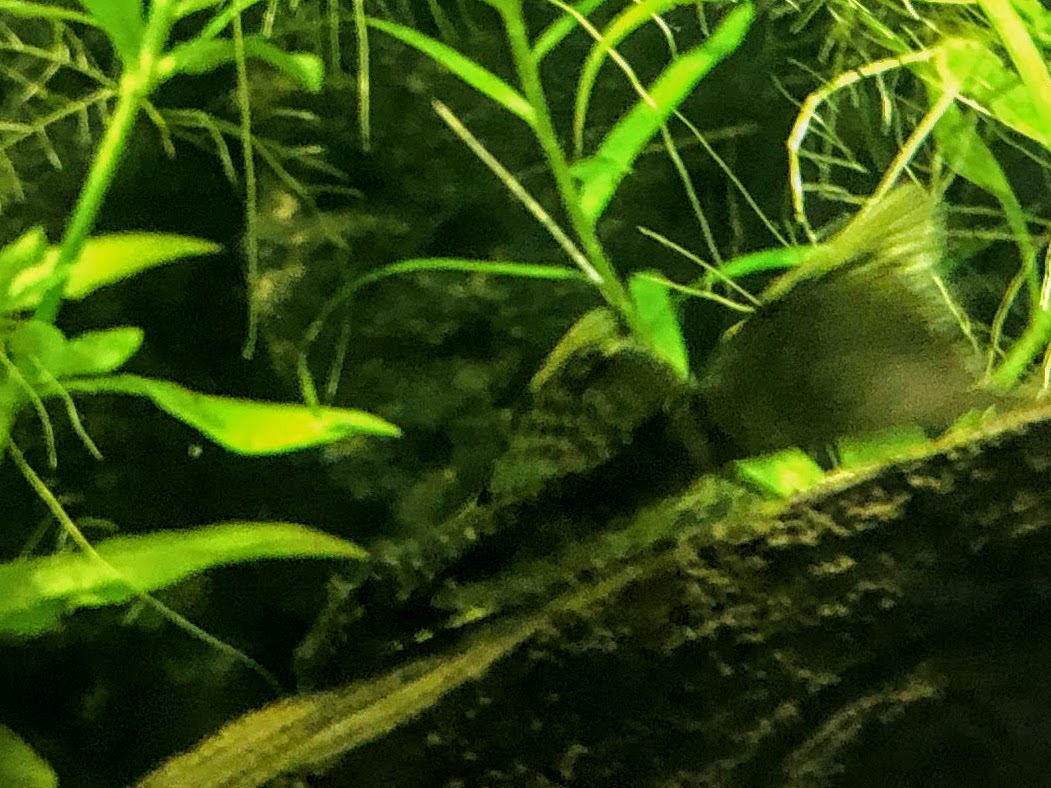 Aquarium 015.jpg