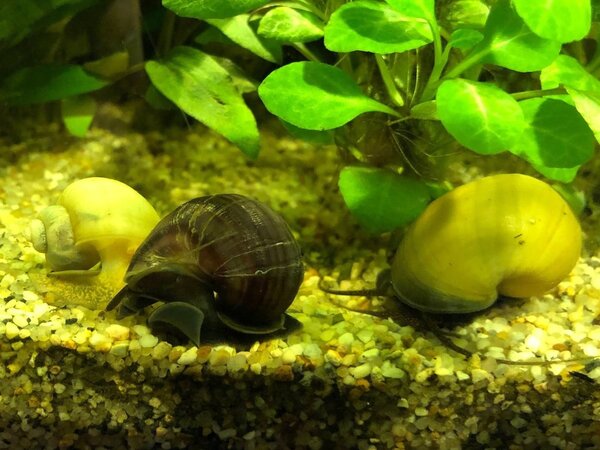 Aquarium 016.jpg