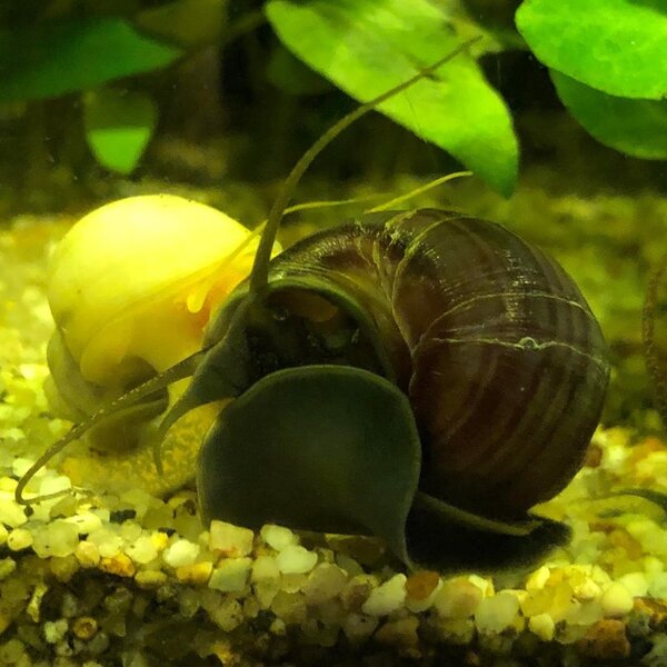 Aquarium 017.jpg