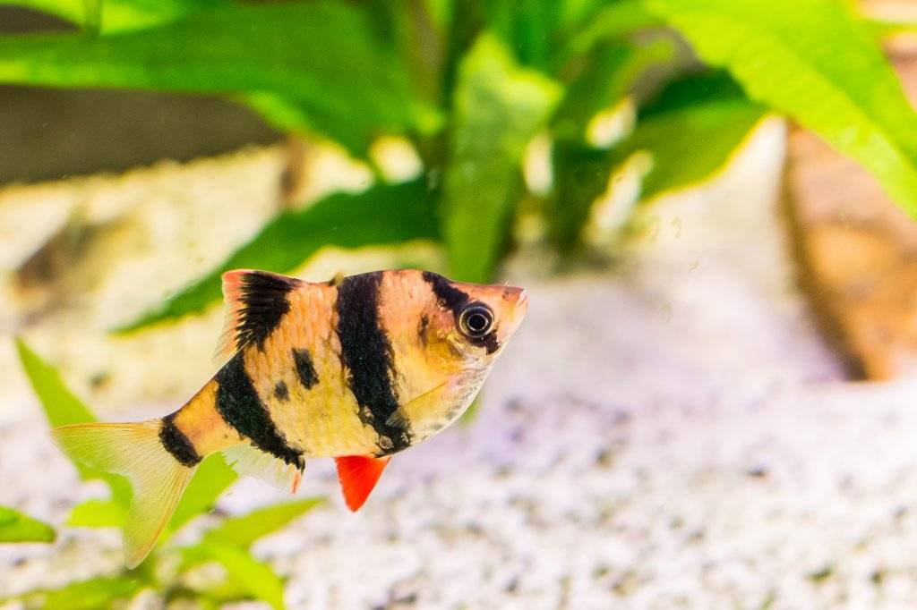 Aquarium (1 van 13).jpg