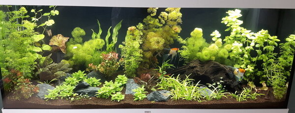 Aquarium 2018-06-013.jpg