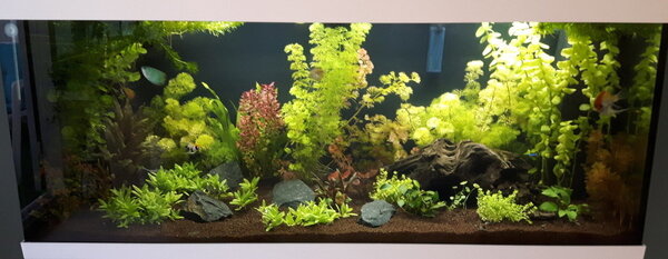 Aquarium 2018-08-03.jpg