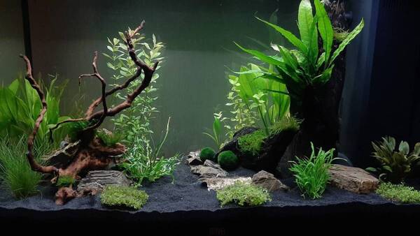 aquarium 2wkn.jpg