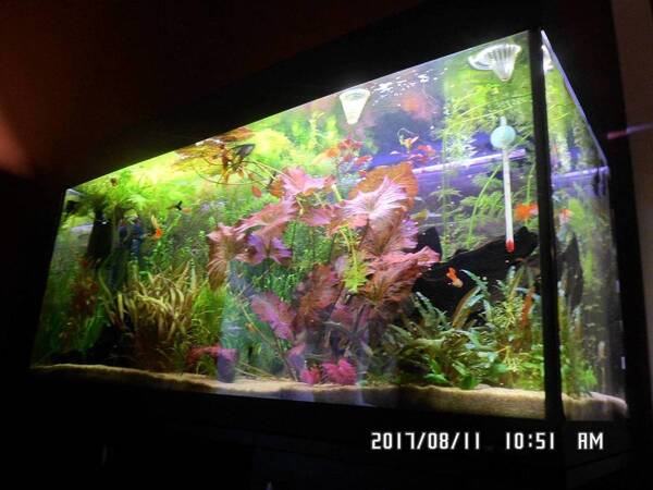 Aquarium Ferplast overwoekerd 006.JPG
