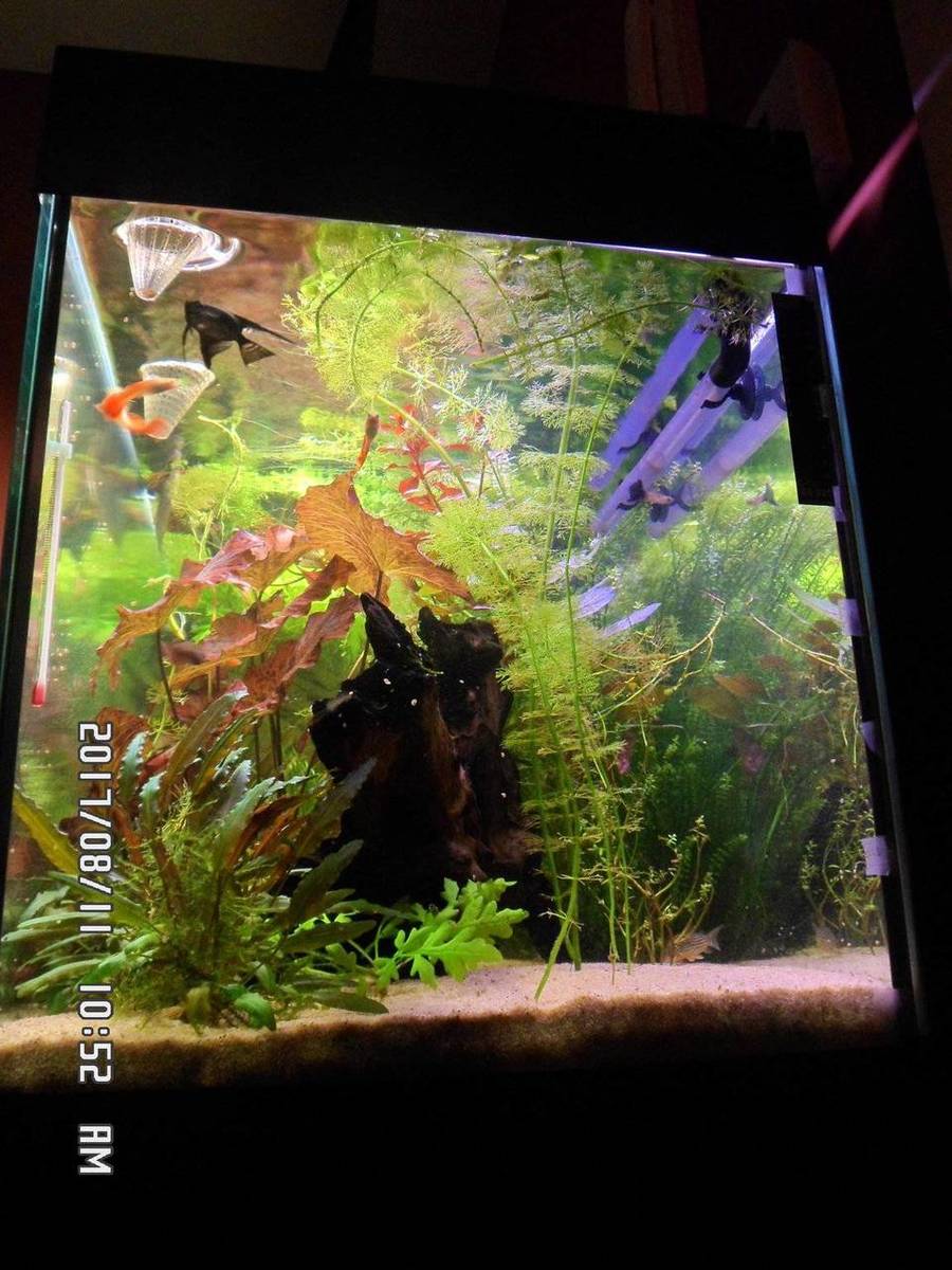 Aquarium Ferplast overwoekerd 007.JPG