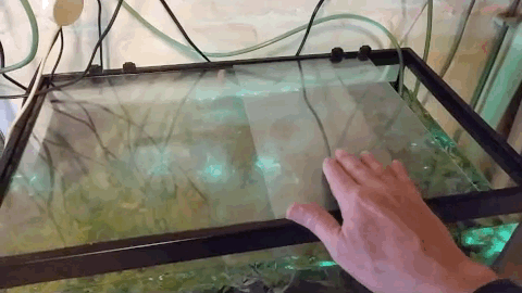 aquarium.gif