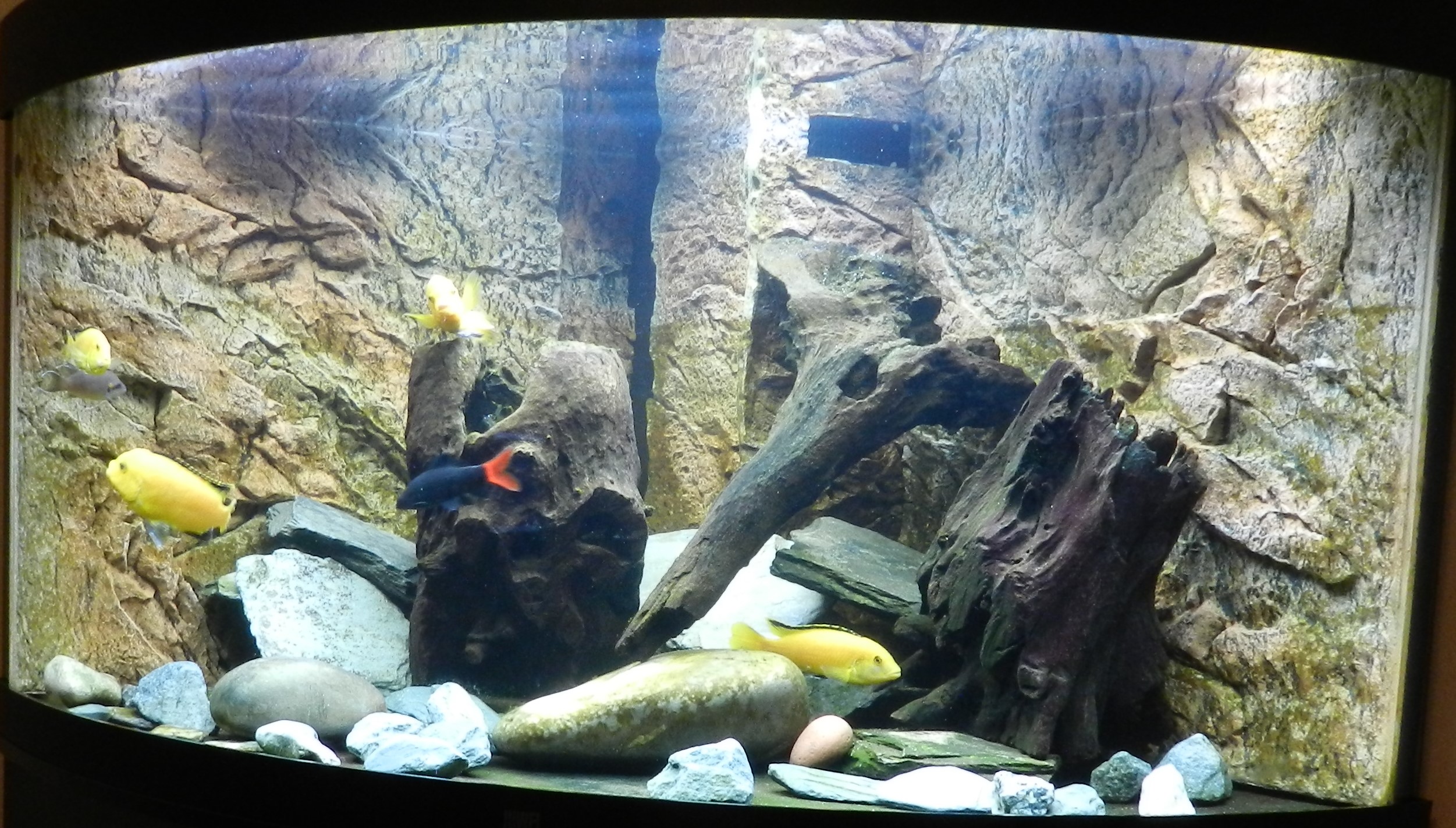 Aquarium Hattink 18Dec22.JPG