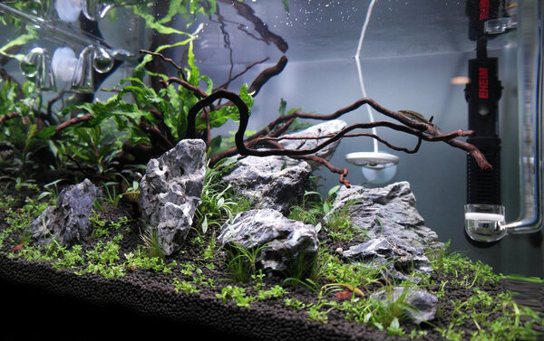 aquarium ingezoomd.jpg