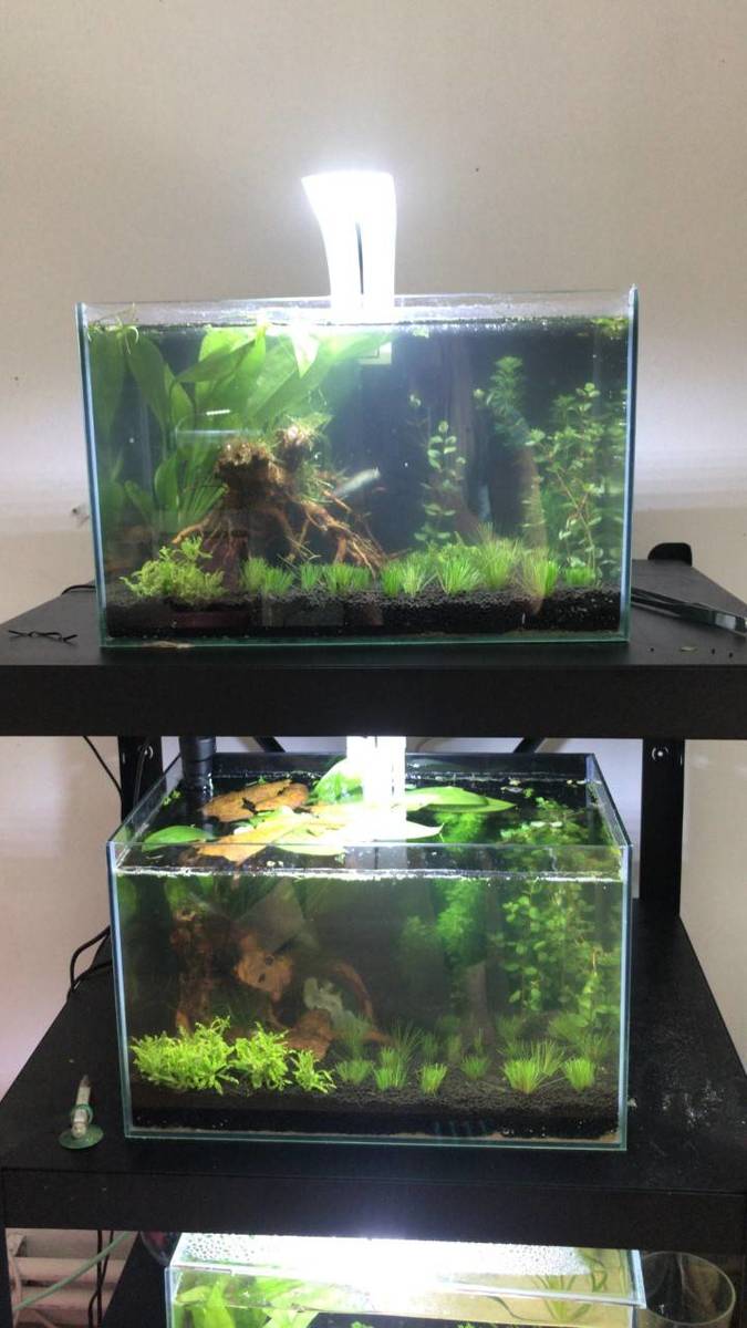 aquarium.jpg