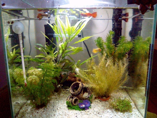 Aquarium.jpg