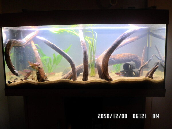 Aquarium Juwel Rio 180 opnieuw ingericht 003.JPG