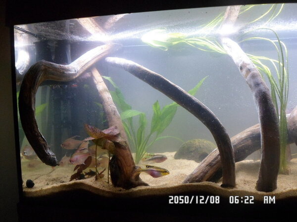 Aquarium Juwel Rio 180 opnieuw ingericht 004.JPG