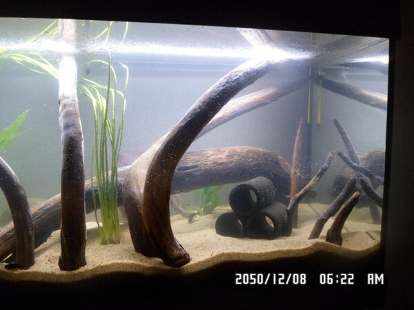 Aquarium Juwel Rio 180 opnieuw ingericht 005.JPG
