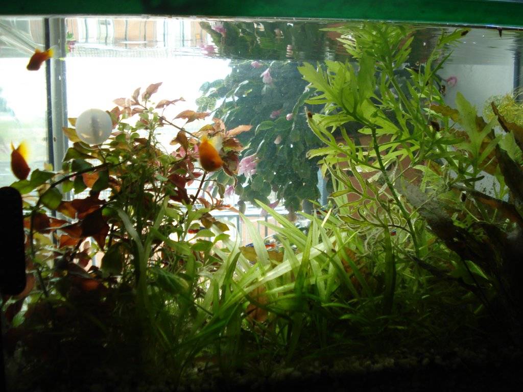 Aquarium voor een venster op het NW 001.JPG