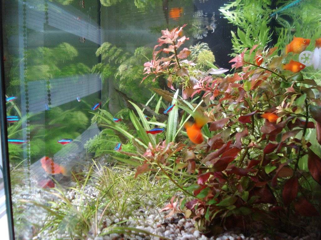 Aquarium voor een venster op het NW 002.JPG