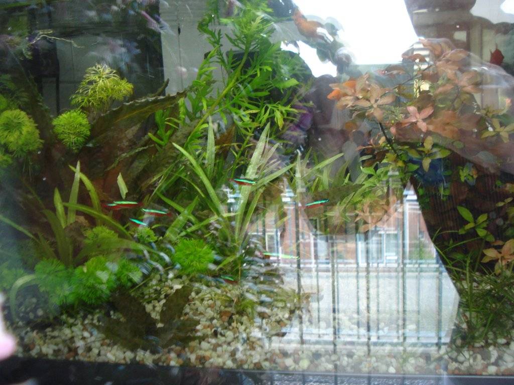 Aquarium voor een venster op het NW 003.JPG