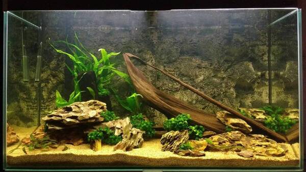 Aquarium week 3 (1).jpg