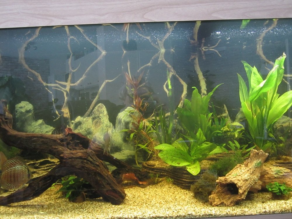aquarium1.jpg
