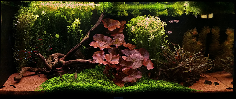 Aquarium20122014.jpg