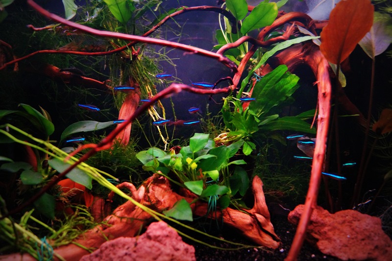 aquarium3..jpg