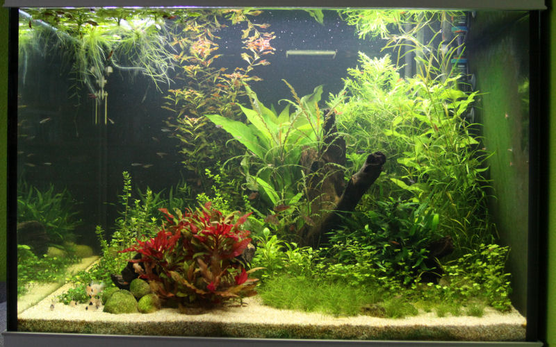 aquarium_2016_04_28_02.jpg