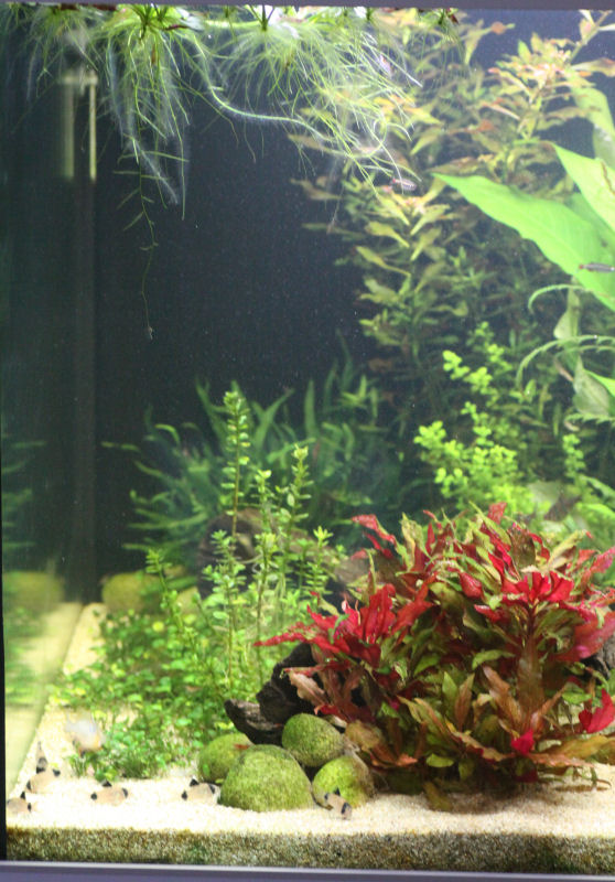 aquarium_2016_04_28_04.jpg