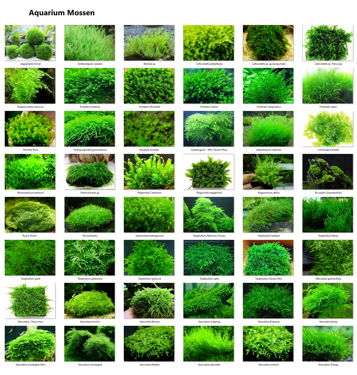 Aquarium_Moss_small.png