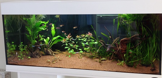 aquarium_nu.jpg