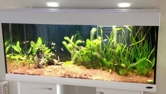 aquarium_onvolgroeid_en_alg.jpg