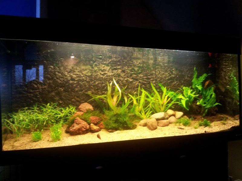 aquarium_zps9f9f60f2.jpg