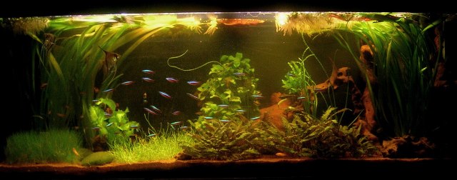 aquarium_zuid-amerika.jpg