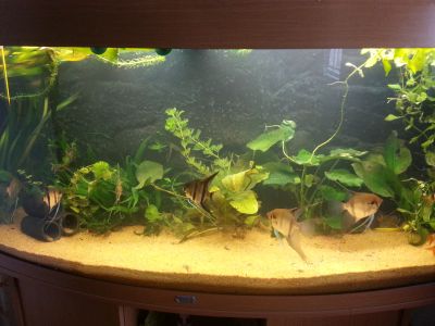 aquariumboven1.jpg