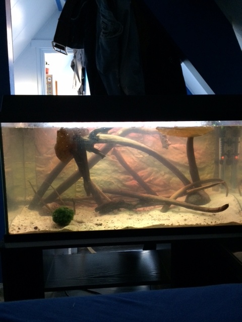 aquariummark.jpg