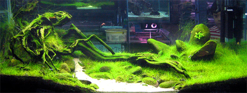 aquascape.jpg