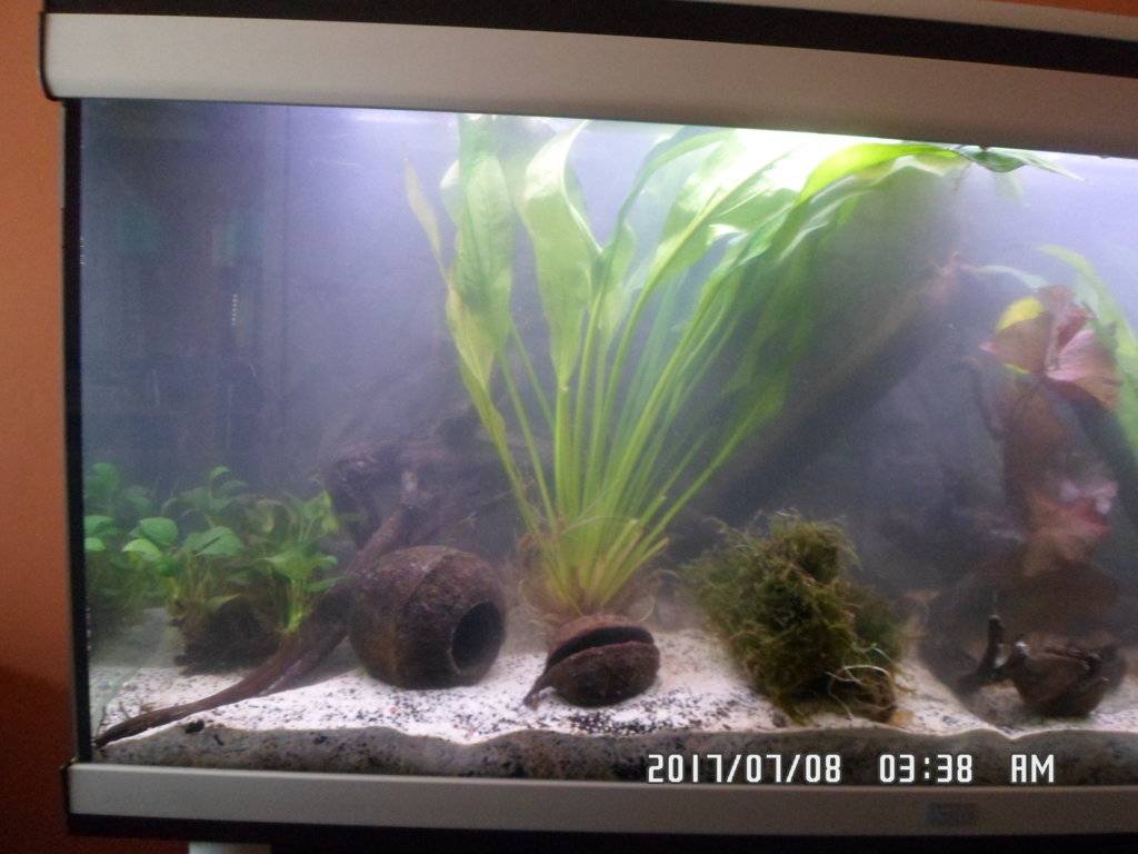 Aquatlantis nieuwe foto's 8 juli 2017 027.JPG