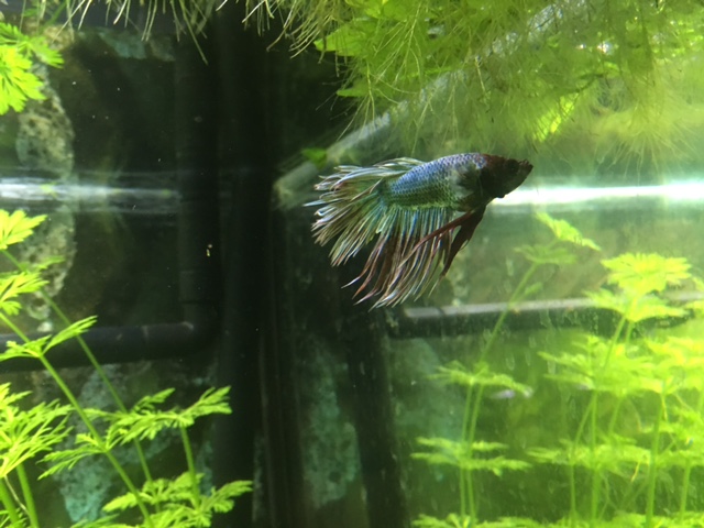 aquatrop3betta1.jpg