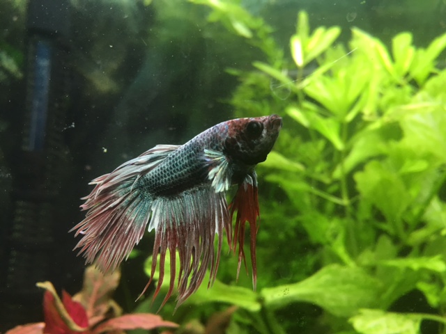 aquatrop3betta2.jpg