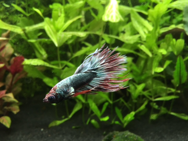 aquatrop4betta.jpg