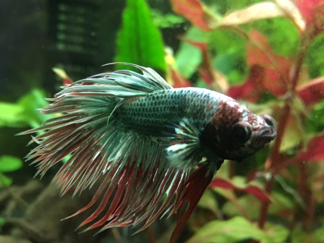 aquatrop5betta.jpg