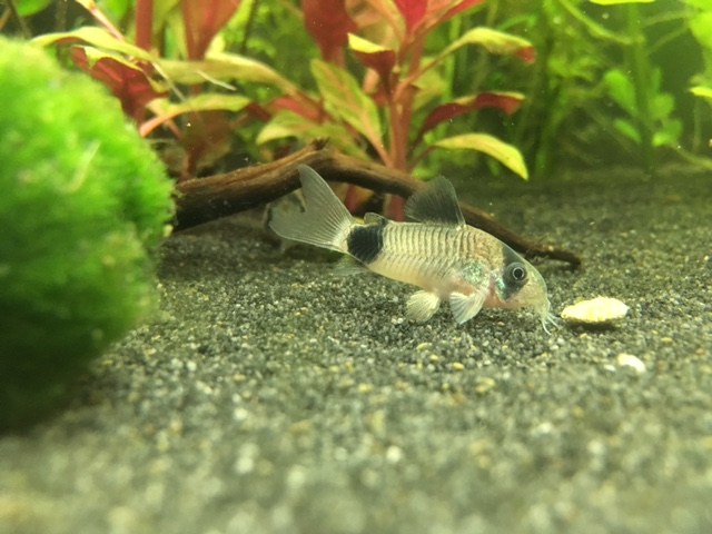 aquatrop5corydoras.jpg