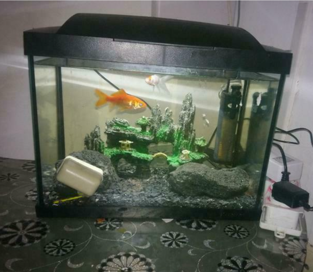 Ashampoo_Snap_donderdag 28 oktober 2021_22h6m27s_003_= Moi aquarium set en 2 goud vissen � Vis...png