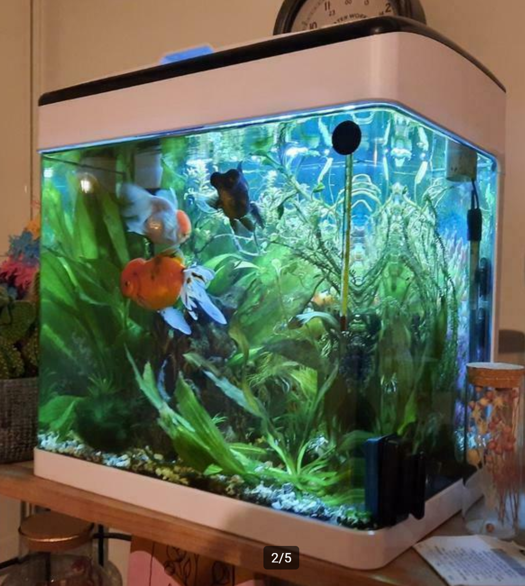 Ashampoo_Snap_donderdag 9 december 2021_22h14m30s_004_= Aquarium � Vissen Aquaria en Toebehore...png