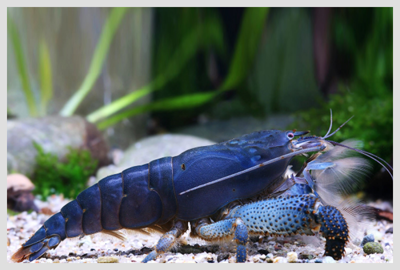 Atya-gabonensis-sample.jpg