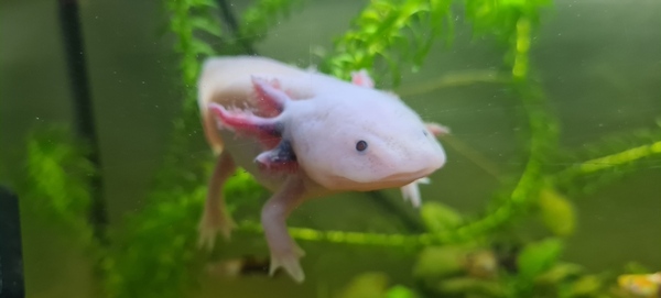 Axolotl tt.jpg