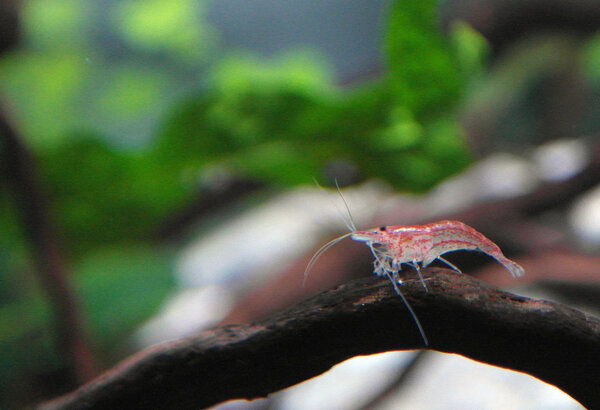 baby vuurgarnaal.jpg