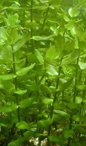 Bacopa Amplexicaulis.jpg