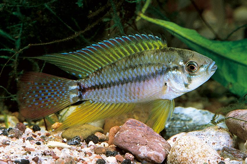 Badis badis.jpg