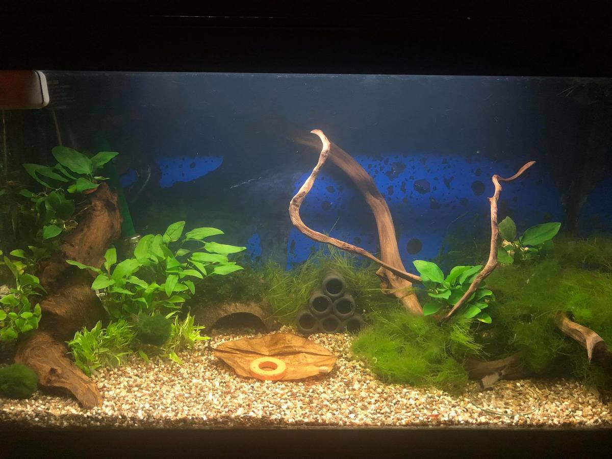 bakje 60 l na verandering.jpg